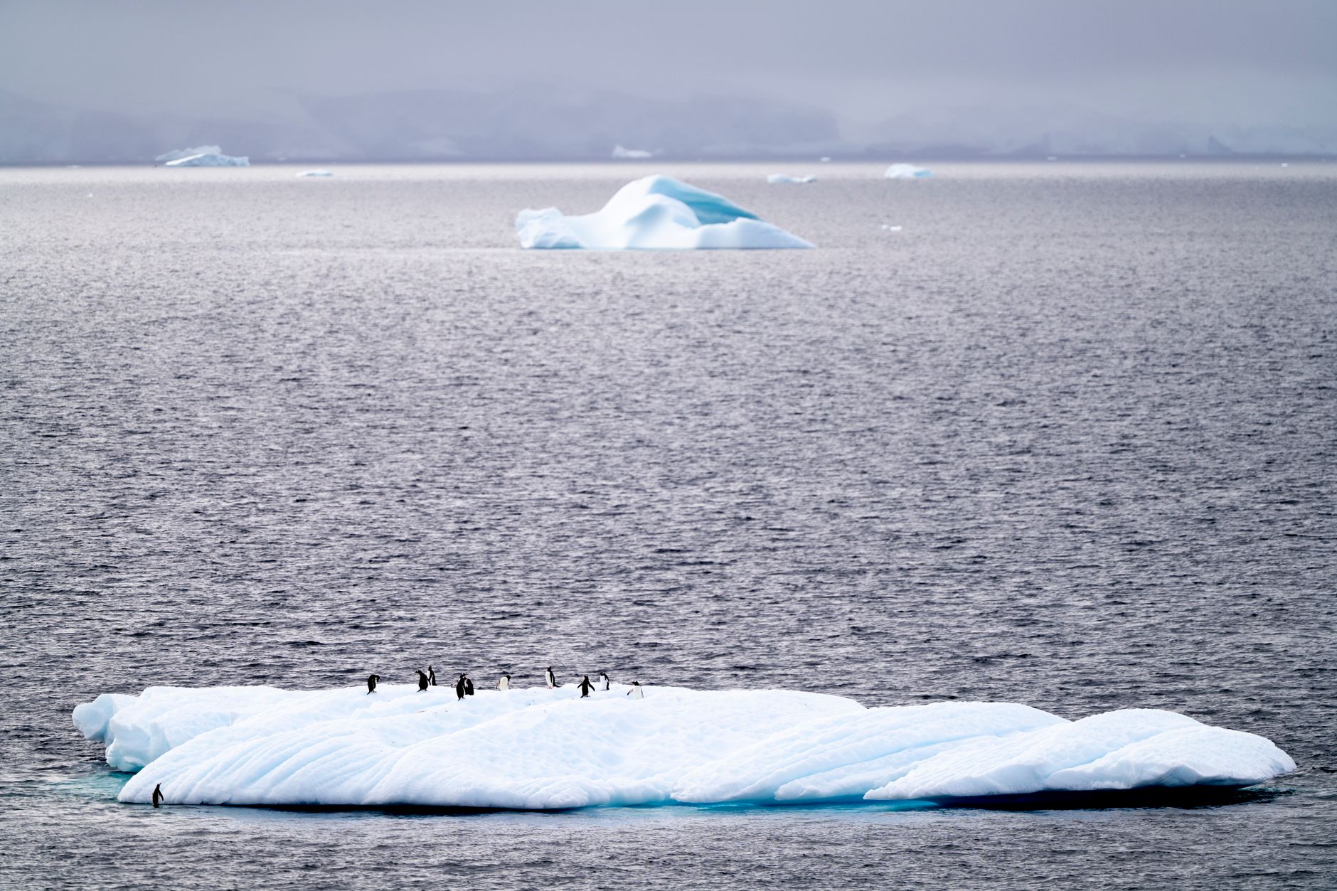 A serene capture of penguins on an iceberg amidst the vast Arctic ocean.