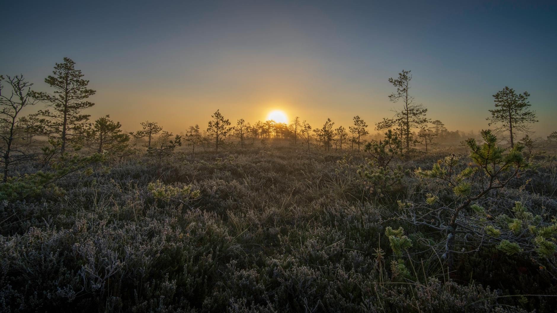 Tranquil sunrise over a misty bog and pine forest, capturing the beauty of nature.