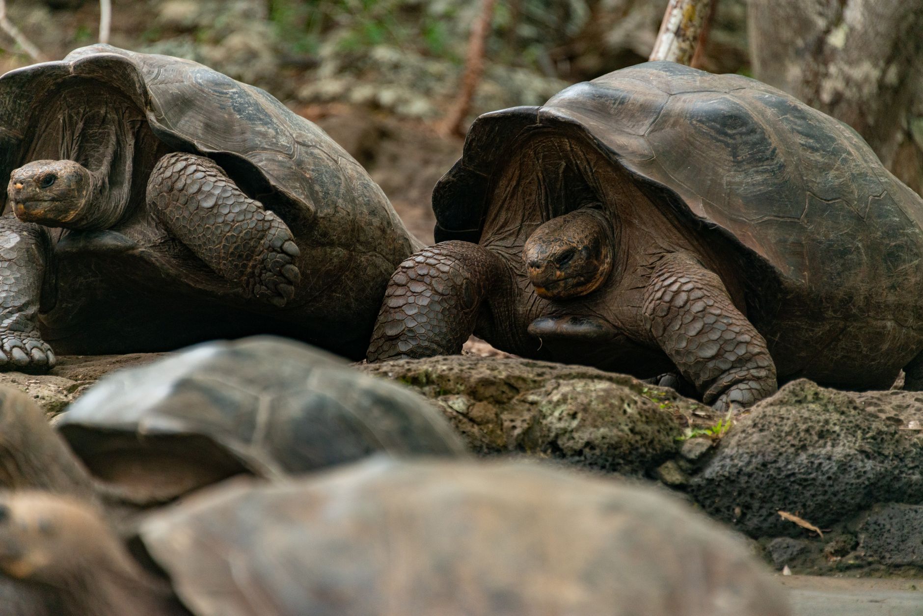 Close-up of Galapagos giant tortoises resting on rocky terrain in the wild.