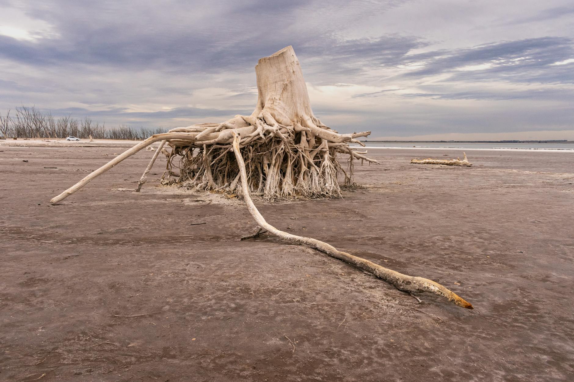 Striking image of exposed tree roots in desolate, arid region with cloudy sky backdrop.