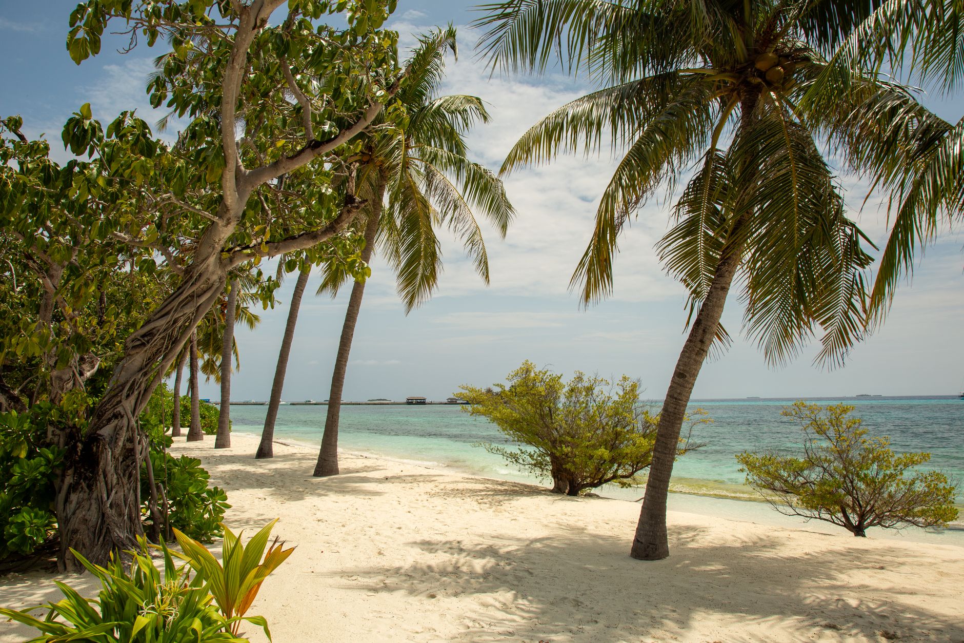Beautiful tropical beach scene with palm trees and clear turquoise sea under a bright summer sky.