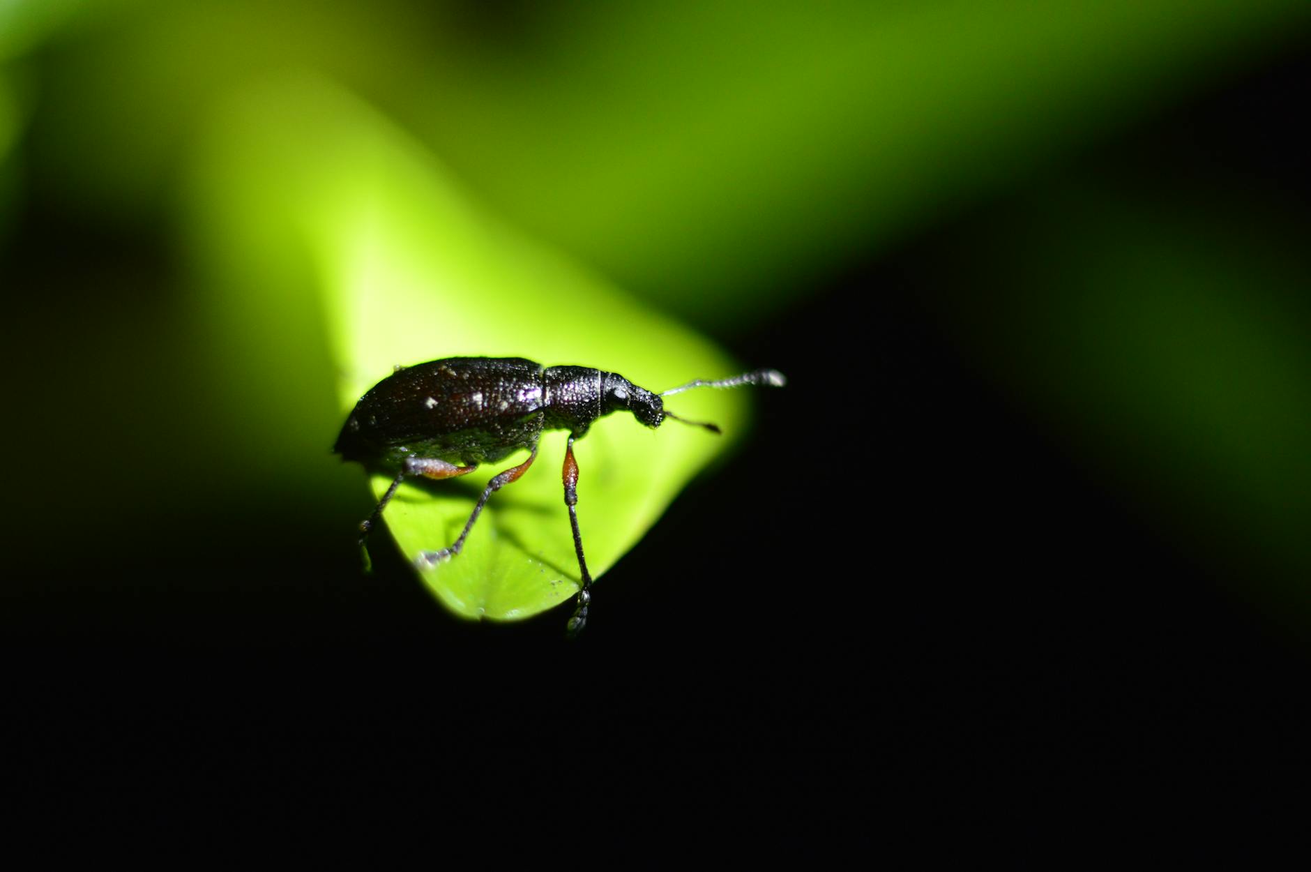 Close-up of a beetle perched on a vibrant green leaf, captured in Cartago Province, Costa Rica.