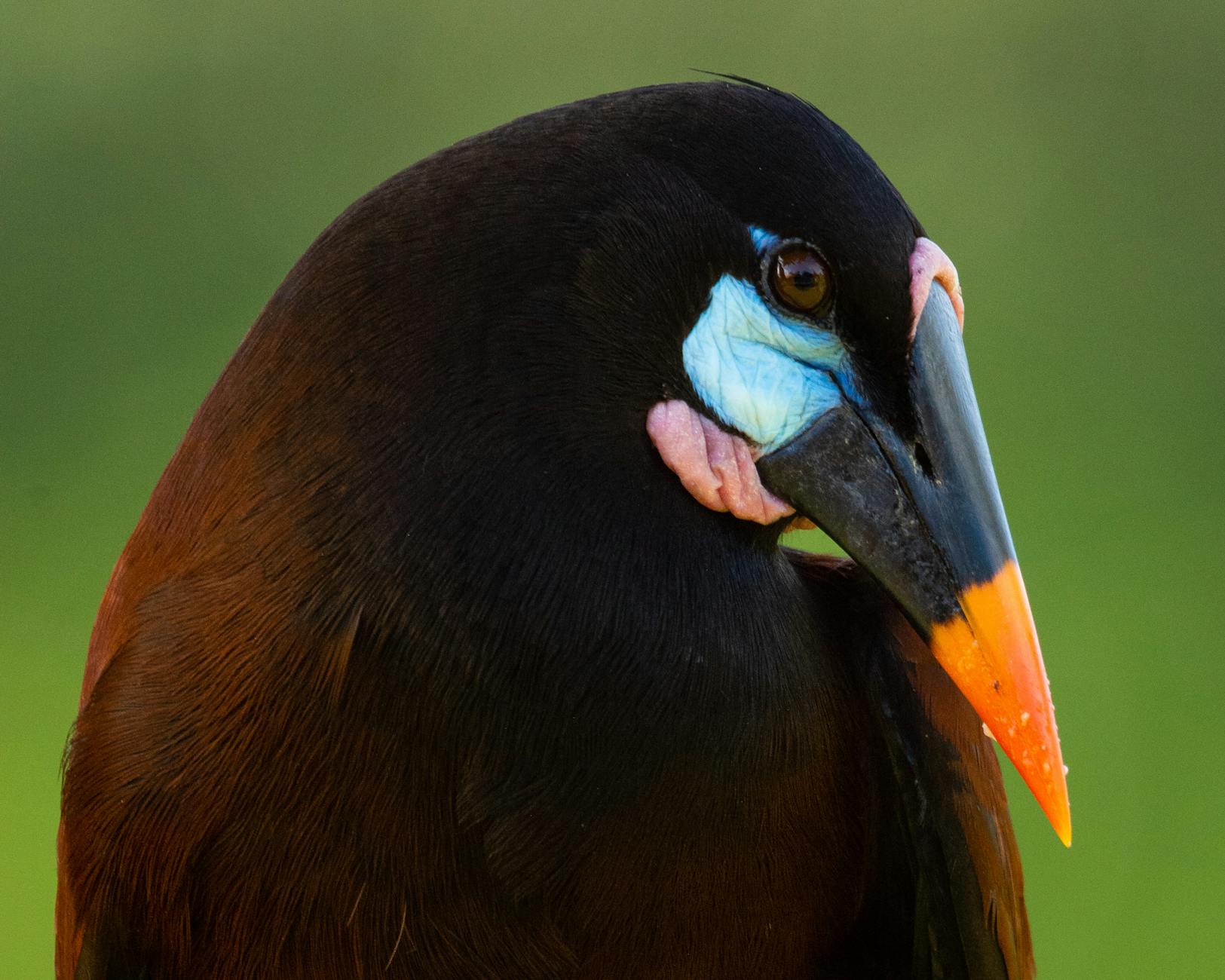 Close-up of a vibrant Oropendola bird showcasing its striking colors in Costa Rica.