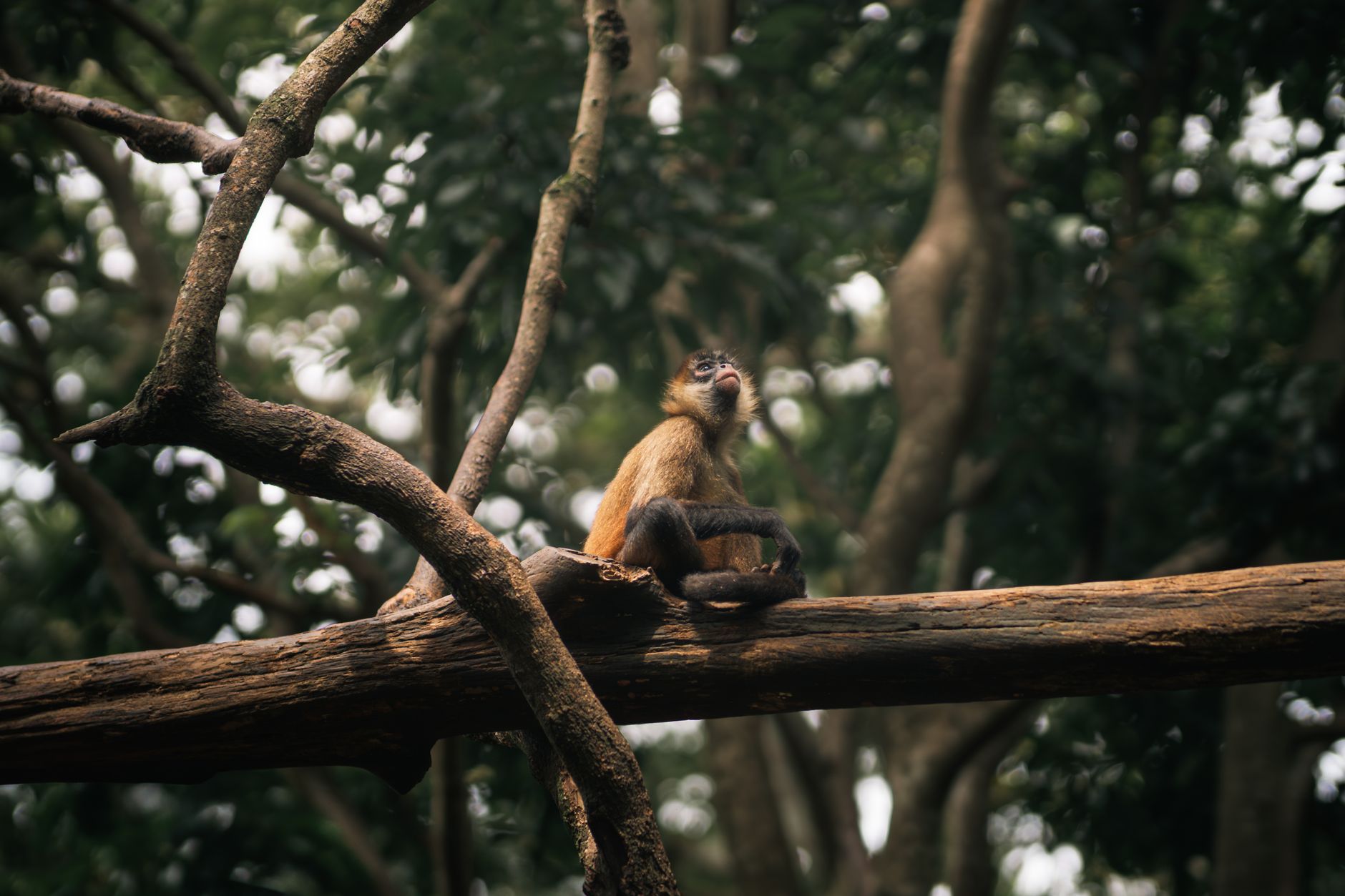 A spider monkey resting on a tree branch in a lush Costa Rican forest.