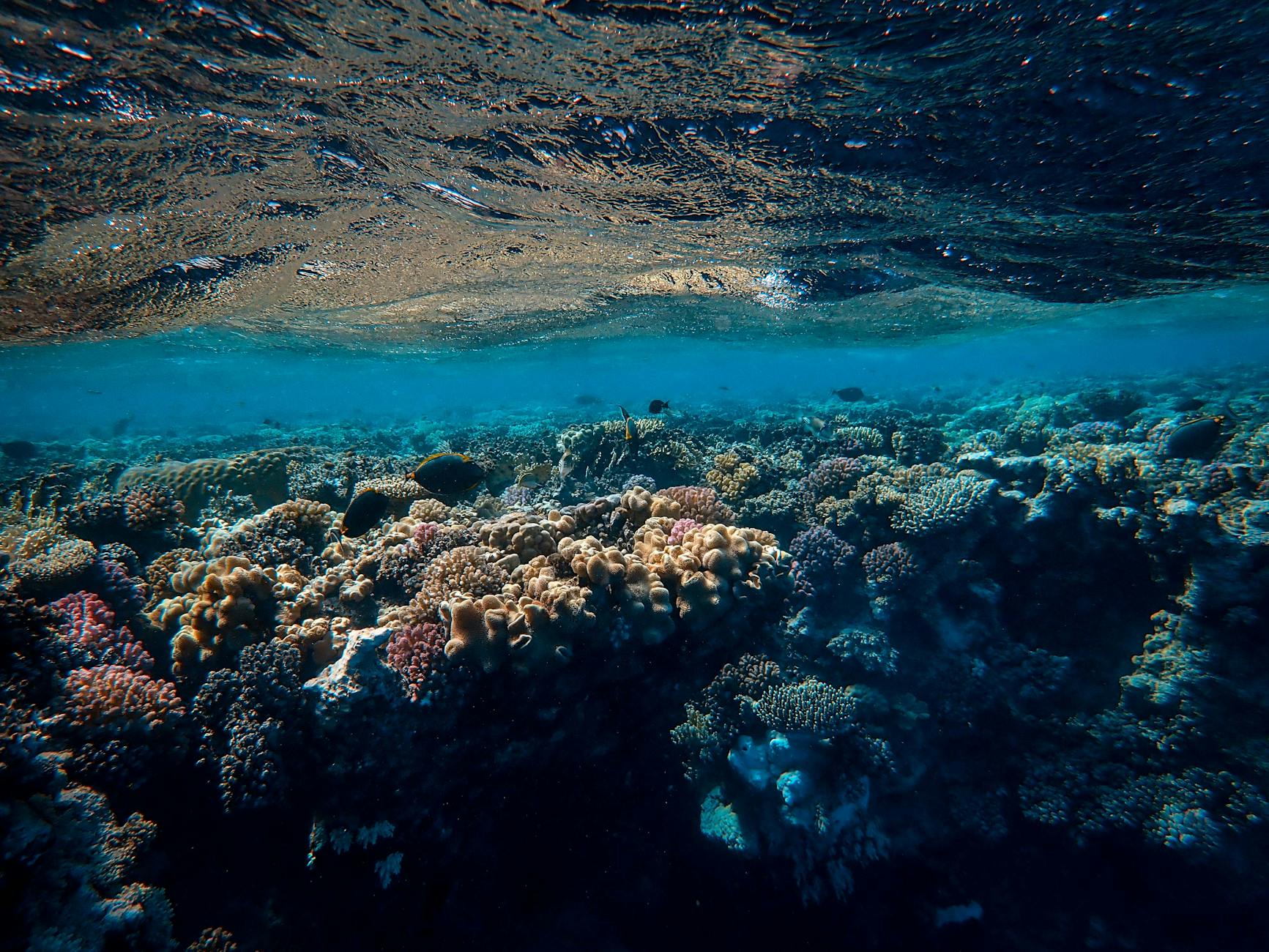 Explore the vibrant coral reef ecosystem thriving under the ocean's surface.