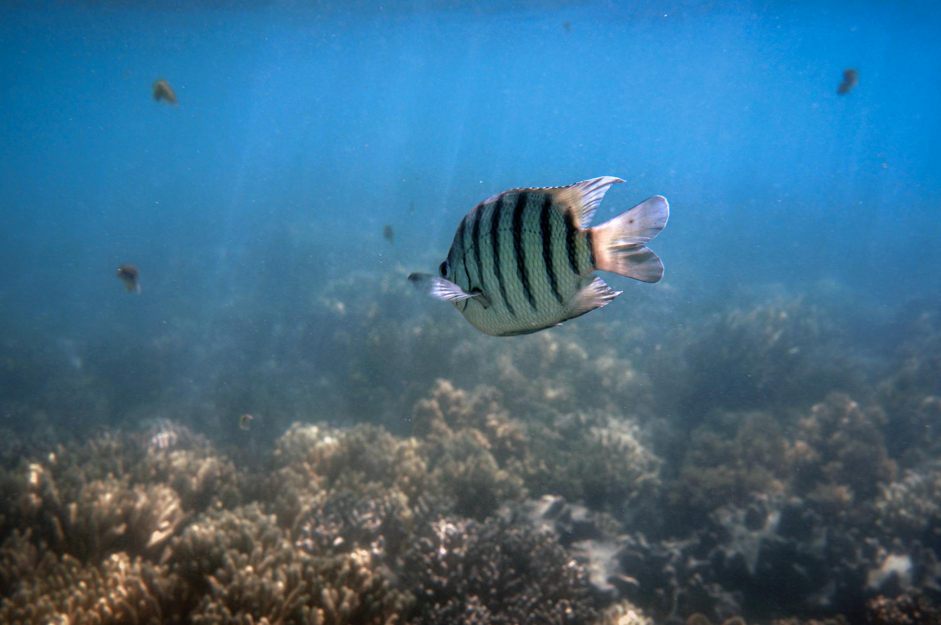 Vibrant fish glides over coral reef in tropical waters, Low Isles, QLD, Australia.