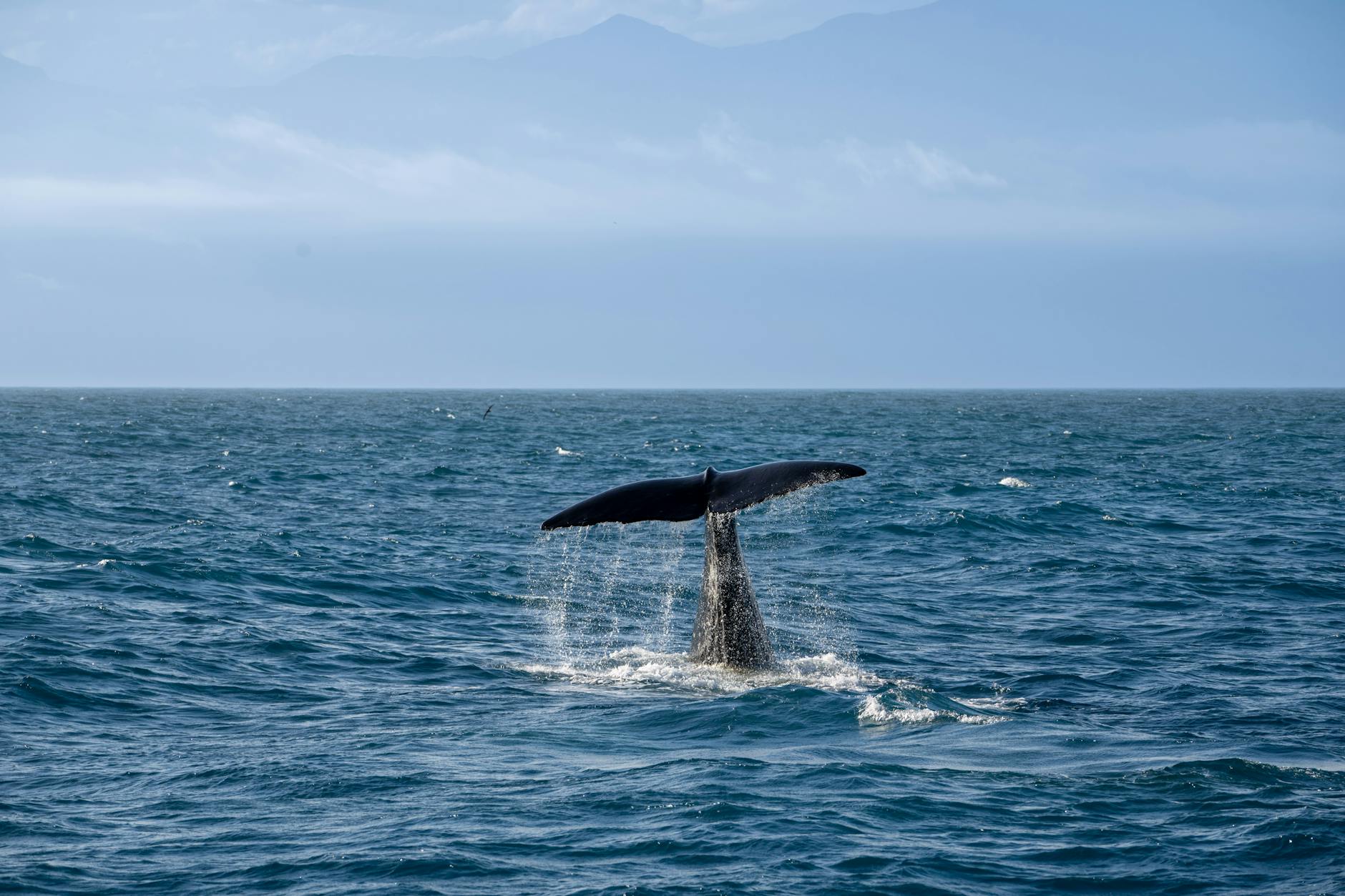 A dramatic scene of a whale's tail splashing as it dives into the ocean.
