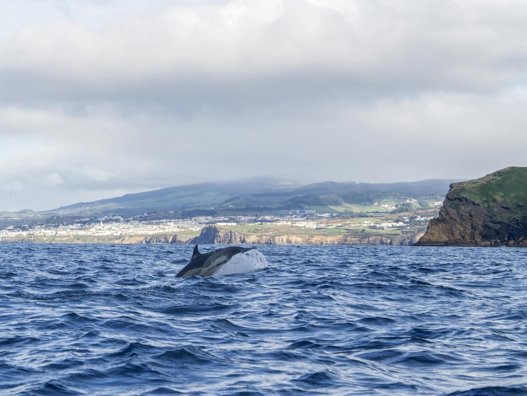 A humpback whale breaches near scenic coastal cliffs under a cloudy sky.